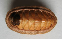 Chiton sp. (tulipa ?)